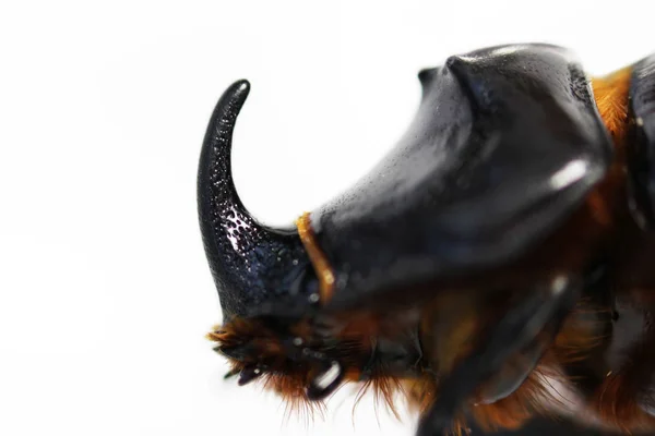 Escarabajo Rinoceronte Oryctes Nasicornis Corre Sobre Fondo Blanco Aislado Macro — Foto de Stock