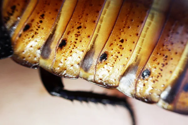 Macro Photo Madagascar Hissing Cockroach Gromphadorhina Portentosa Hand White Background — 스톡 사진