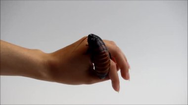 14 yıllık deneyime sahip Bulgar usta çömlekçi çarkında kil merkezi kuruyor