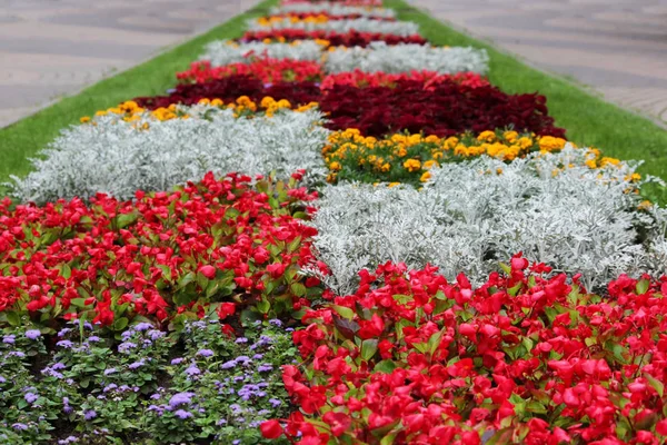 Różnorodność Wzorów Wzorów Kwiatów Różnych Kolorach Ogrodzie Parku Miejskim — Zdjęcie stockowe