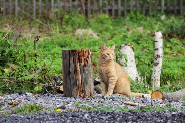Рыжая Кошка Сидящая Рядом Поваленными Деревьями Зеленой Траве — стоковое фото