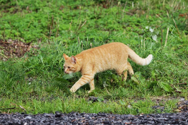 Rudowłosy Kot Uliczny Spacerujący Gdzieś Zielonej Trawie — Zdjęcie stockowe