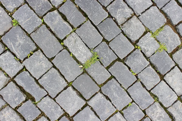 Rusya 'nın Kronstadt kentindeki Anchor Meydanı' nda yeşil çimenli tarihi kaldırımlar.