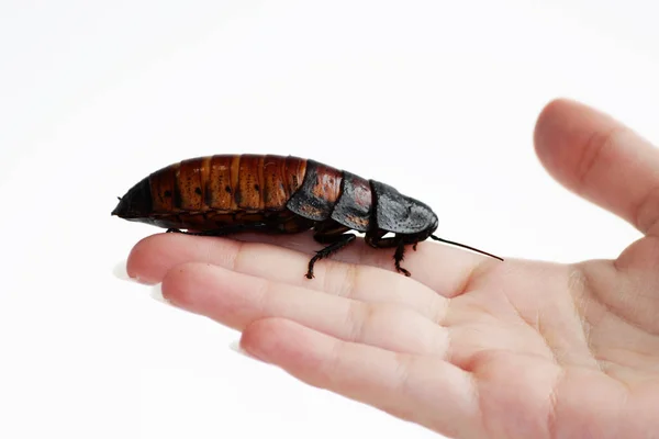 Madagaskar Sissende Kakkerlak Gromphadorhina Portentosa Zitten Hand Van Meisje — Stockfoto