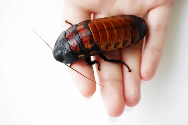 Madagáscar Sibilando Barata Gromphadorhina Portentosa Estão Sentados Mão Menina — Fotografia de Stock