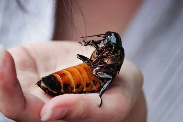 Madagaskar Väsande Kackerlacka Gromphadorhina Portentosa Sitter Hand Flicka — Stockfoto