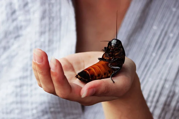 Madagascar Silbido Cucaracha Gromphadorhina Portentosa Están Sentados Mano Chica Imagen De Stock