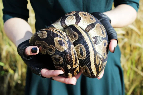 Snake Royal Python Ball Python Python Regius Arms Girl Black — Stock Photo, Image