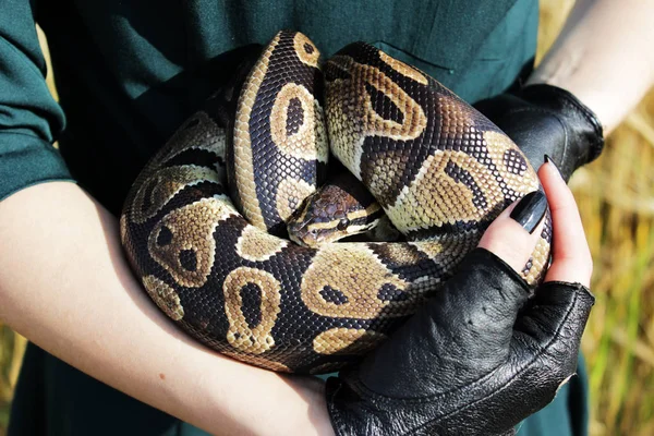 Serpiente Royal Python Bola Python Python Regius Los Brazos Chica —  Fotos de Stock
