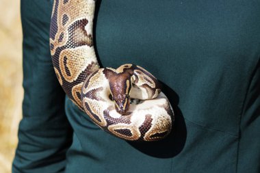 Yılan Royal Python ya da Python Ball Python rejimi yeşil elbiseli kızın boynunda asılı.