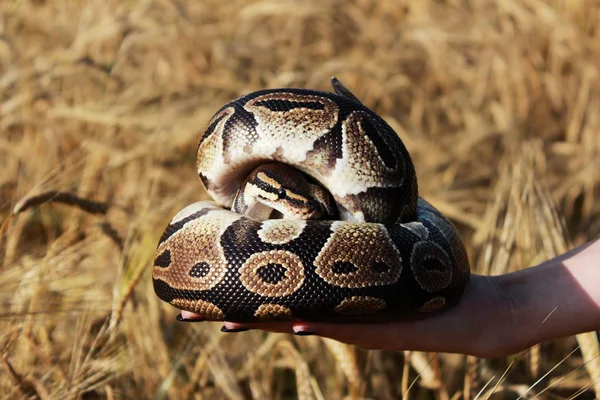Serpiente Python Real Bola Python Regius Descansa Las Manos Campo —  Fotos de Stock