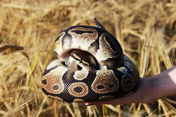 Serpiente Python Real Bola Python Regius Descansa Las Manos Campo — Foto de Stock