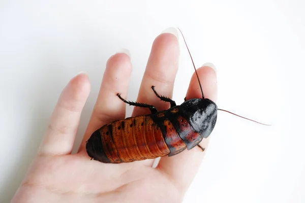 Madagascar Sibilante Scarafaggio Gromphadorhina Portentosa Sono Seduti Sulla Mano Della — Foto Stock