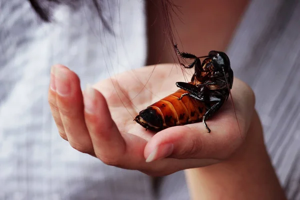 Madagascar Hissing Cockroach Gromphadorhina Portentosa Sitting Hand Girl — Stock Photo, Image