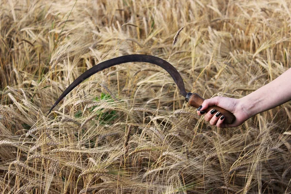 八月下旬 一个女孩手里拿着一把生锈的旧镰刀 背景是一片长满成熟小麦的田野 — 图库照片