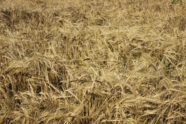 成熟小麦 八月底 收获季节 — 图库照片