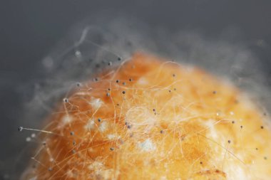 Beyaz arka planda çürük bir muzdaki mantar aspergillosis Aspergillus aroması. Macro vuruldu. Bir çift siyah hyphae