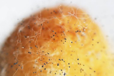 Beyaz arka planda çürük bir muzdaki mantar aspergillosis Aspergillus aroması. Macro vuruldu. Bir çift siyah hyphae