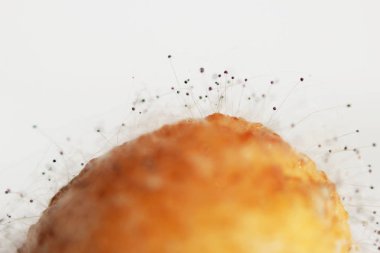 Beyaz arka planda çürük bir muzdaki mantar aspergillosis Aspergillus aroması. Macro vuruldu. Bir çift siyah hyphae