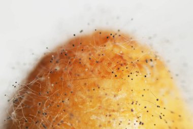 Beyaz arka planda çürük bir muzdaki mantar aspergillosis Aspergillus aroması. Macro vuruldu. Bir çift siyah hyphae