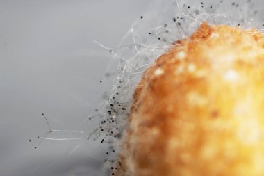 Beyaz arka planda çürük bir muzdaki mantar aspergillosis Aspergillus aroması. Macro vuruldu. Bir çift siyah hyphae