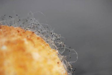 Beyaz arka planda çürük bir muzdaki mantar aspergillosis Aspergillus aroması. Macro vuruldu. Bir çift siyah hyphae