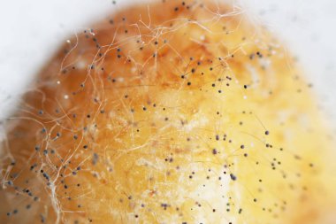 Beyaz arka planda çürük bir muzdaki mantar aspergillosis Aspergillus aroması. Macro vuruldu. Bir çift siyah hyphae