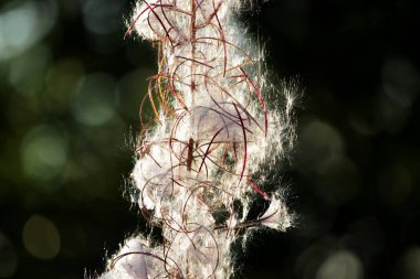 Beyaz pofuduk ayçiçeği Fransız söğüdü Epilobiyum angustifolium tohumları