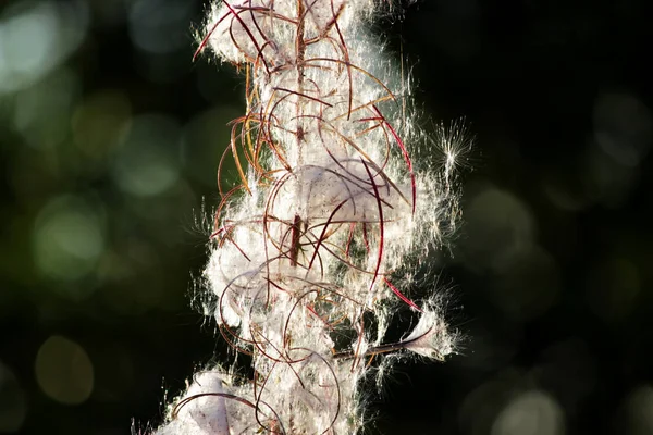 Beyaz pofuduk ayçiçeği Fransız söğüdü Epilobiyum angustifolium tohumları