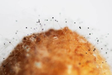 Beyaz arka planda çürük bir muzdaki mantar aspergillosis Aspergillus aroması. Macro vuruldu. Bir çift siyah hyphae