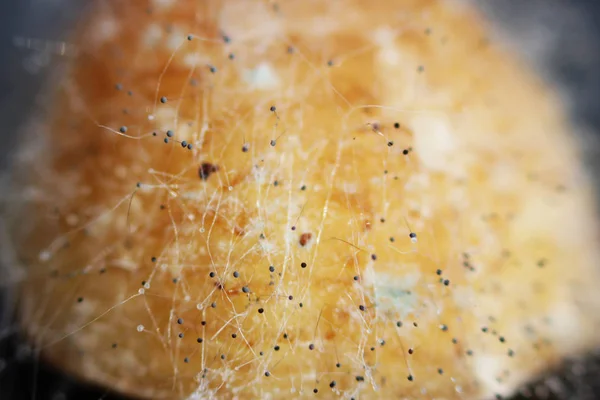 Crecimiento Setas Aspergilosis Aspergillus Flavus Sobre Plátano Podrido Sobre Fondo —  Fotos de Stock