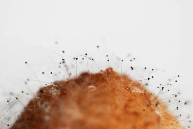 Beyaz arka planda çürük bir muzdaki mantar aspergillosis Aspergillus aroması. Macro vuruldu. Bir çift siyah hyphae