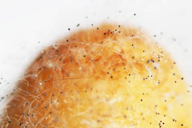 Beyaz arka planda çürük bir muzdaki mantar aspergillosis Aspergillus aroması. Macro vuruldu. Bir çift siyah hyphae