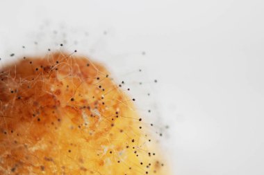 Beyaz arka planda çürük bir muzdaki mantar aspergillosis Aspergillus aroması. Macro vuruldu. Bir çift siyah hyphae