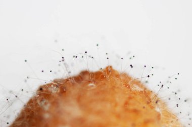 Beyaz arka planda çürük bir muzdaki mantar aspergillosis Aspergillus aroması. Macro vuruldu. Bir çift siyah hyphae