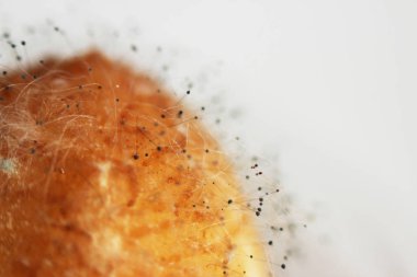 Beyaz arka planda çürük bir muzdaki mantar aspergillosis Aspergillus aroması. Macro vuruldu. Bir çift siyah hyphae