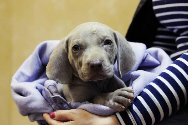 a weimaraner puppy with blue eyes. dermatological problems of allergic nature. epidermal cutaneous suppuration due to pyoderma of purulent inflammation as a secondary lesion. Staphylococcus