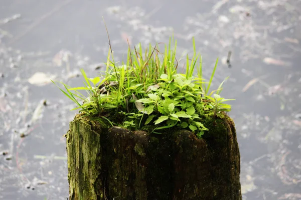 Hierba verde que crece en un tocón de madera cerca del agua . — Foto de Stock