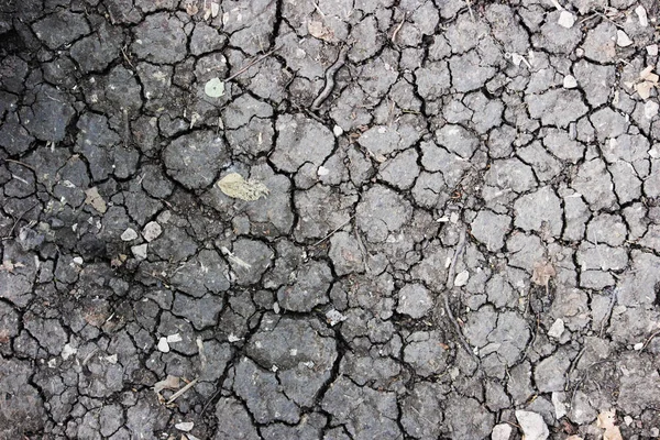 Suelo Negro Seco Con Hojas Árboles Bosque Durante Verano Caluroso — Foto de Stock