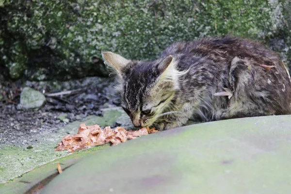 Homeless Exhausted Kitten Eats Feed Street — Stock Photo, Image