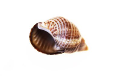 Beyaz arkaplandaki bir salyangozdan küçük bir kabuğun izole edilmiş makrosu