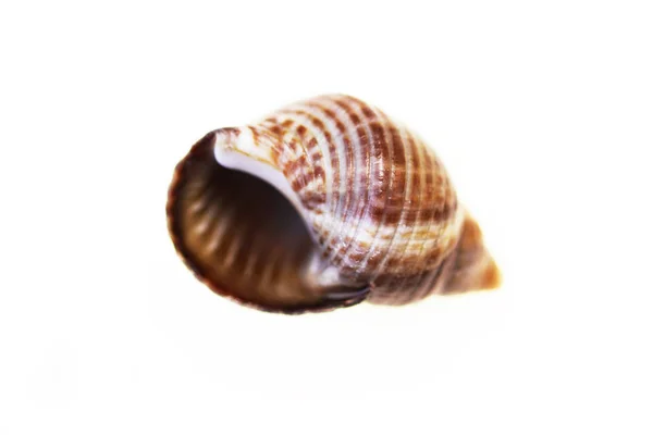Isolated Macro Small Shell Snail White Background — Stock Photo, Image