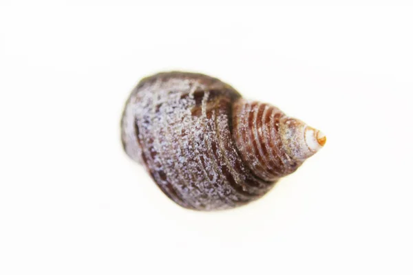 Isolated Macro Small Shell Snail White Background — 스톡 사진