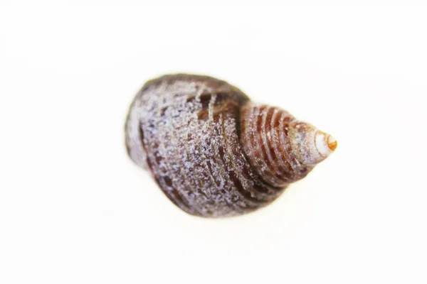 Macro Aislada Una Pequeña Concha Caracol Sobre Fondo Blanco —  Fotos de Stock