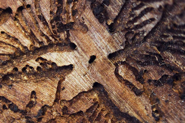 樹皮の幼虫の活動の結果としてスプルース樹皮の裏側にねじれコーススコリチナーレ マクロ — ストック写真