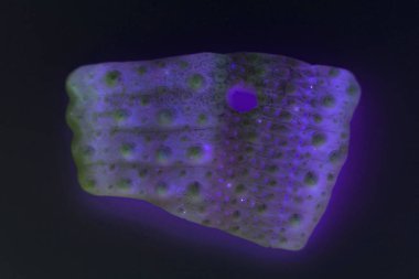 Deniz kestanesi kabuğundan parça Echinoidea, bilgisayar işleme, makro.