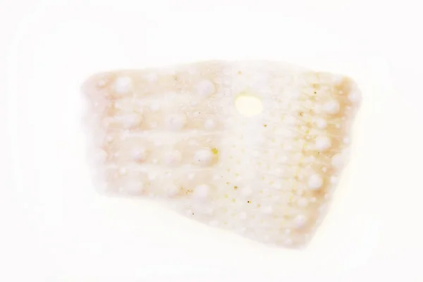 Часть Раковины Морского Ежа Echinoidea Макрос — стоковое фото