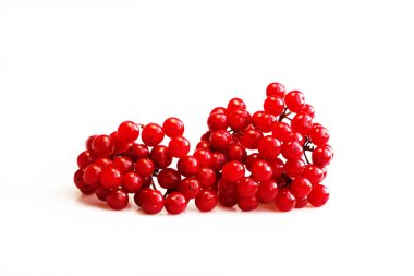 Viburnum viburnum opulus dut dalları beyaz arka planda izole edilmiş yapraksız
