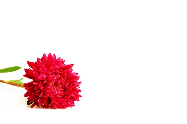 Lila Rote Aster Blume Isoliert Auf Weißem Hintergrund — Stockfoto