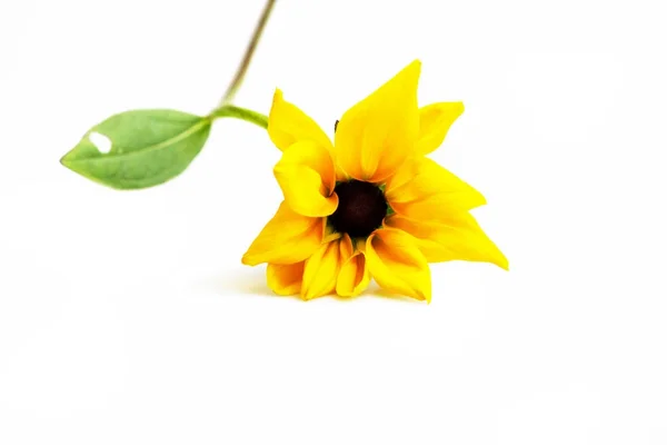 Single Stem Smal Yellow Black Flower Rudbeckia Fulgida Isolated White — Stock Photo, Image